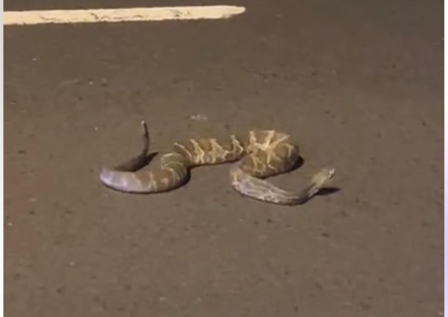Cascavel é encontrada atropelada na avenida Das Seringueiras