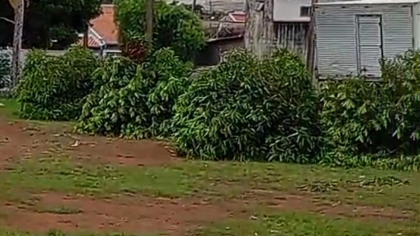 Cortes de árvores deixam moradores do Leporace revoltados
