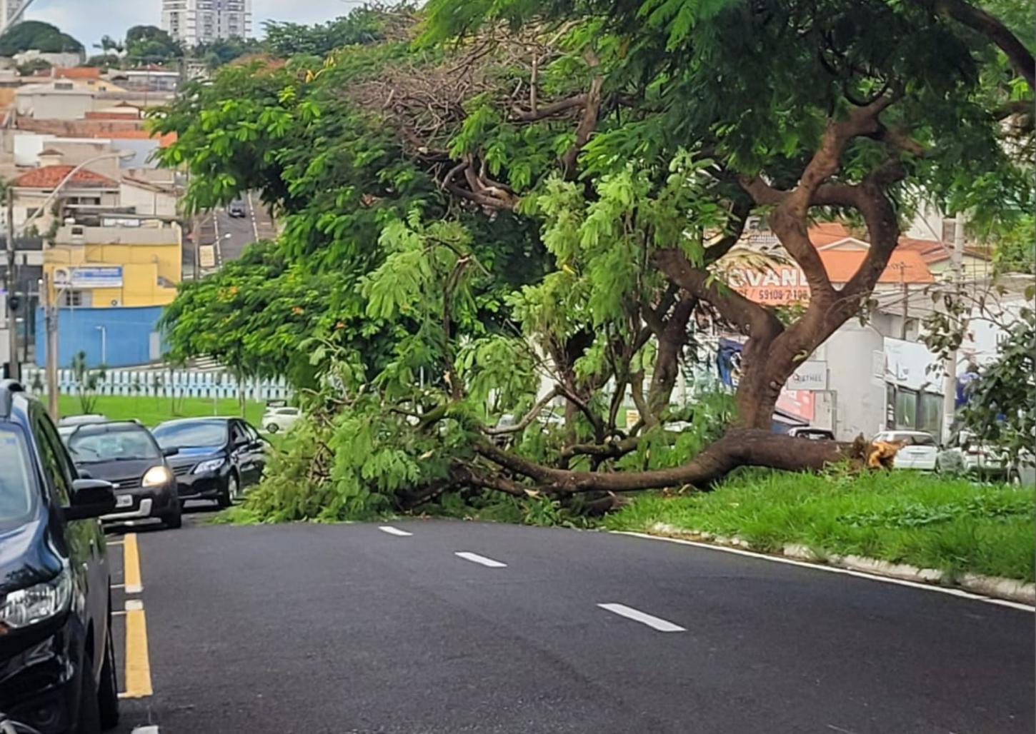 Árvore desaba na avenida Orlando Dompieri; assista