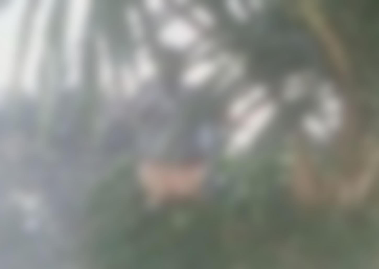 Moradora flagra homem fazendo cocô em calçada na Vila Santa Maria do Carmo