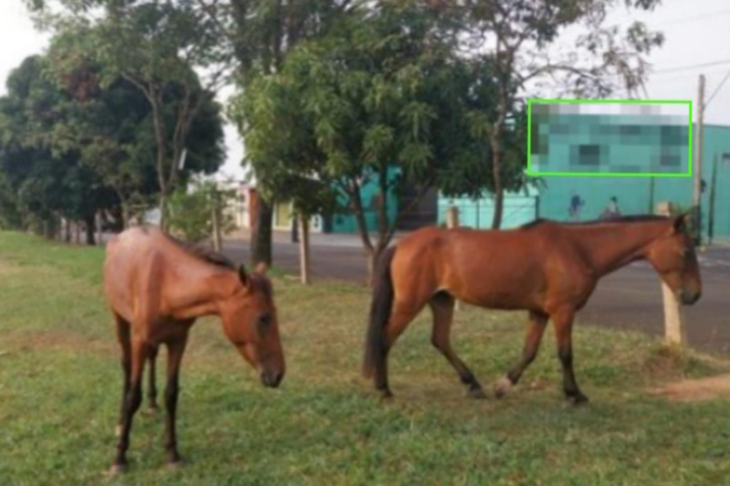 35 ocorrências de animais na Portinari  foram registradas desde novembro