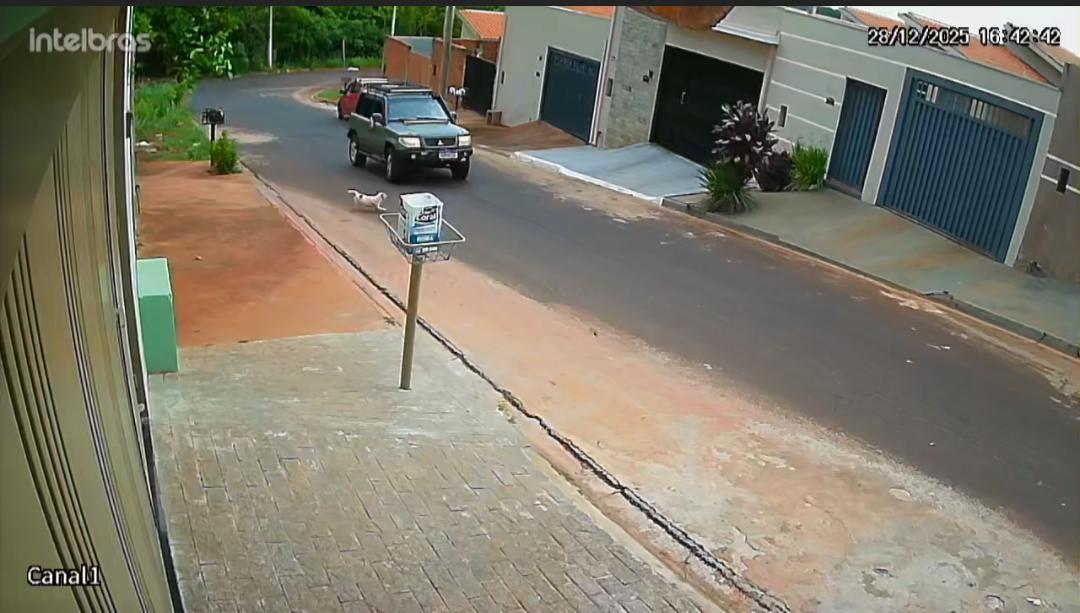 Motorista atropela e mata cadelinha; passageiro retorna e recolhe corpo