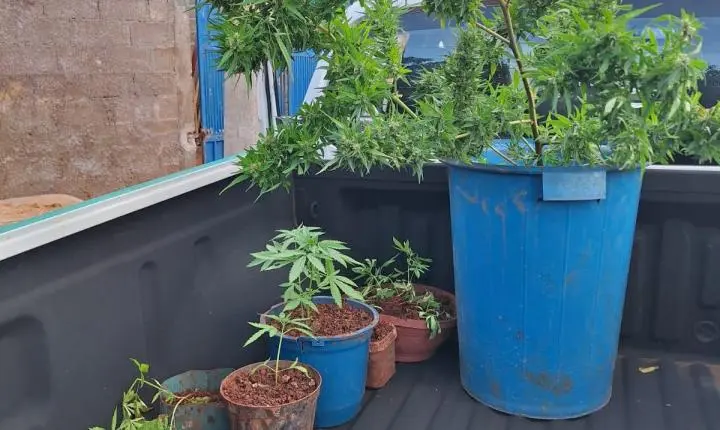 Homem é detido pela PM com 14 pés de maconha em Itirapuã