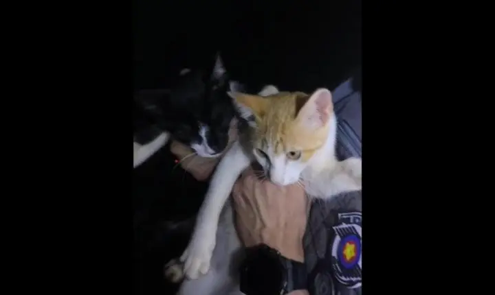 Policiais resgatam gatinhos na rodovia Rio Negro e Solimões 